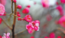 红梅花,冬日里的坚韧与美丽