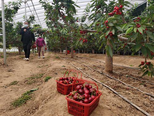 樱桃视频,带你领略短视频的魅力与精彩